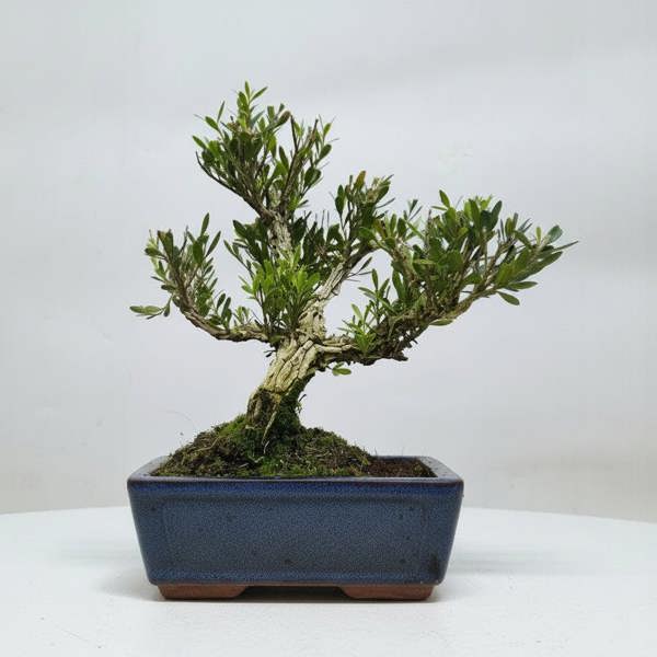 Yorkshire Bonsai Boxwood (Buxus Harlandii) Bonsai Tree | Clump | In 15cm Pot