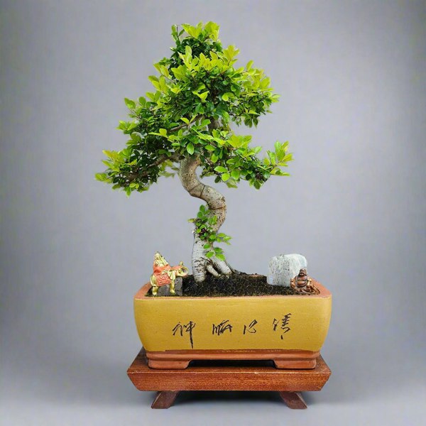Yorkshire Bonsai Large Chinese Elm (Ulmus Parvifolia) Bonsai Tree | Shaped | In 35cm Pot - CELM35SY