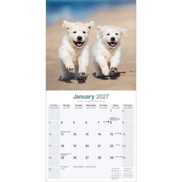 Golden Retriever Puppies Calendar 2027, Wall Calendars, Month To View, Dogs, Gift