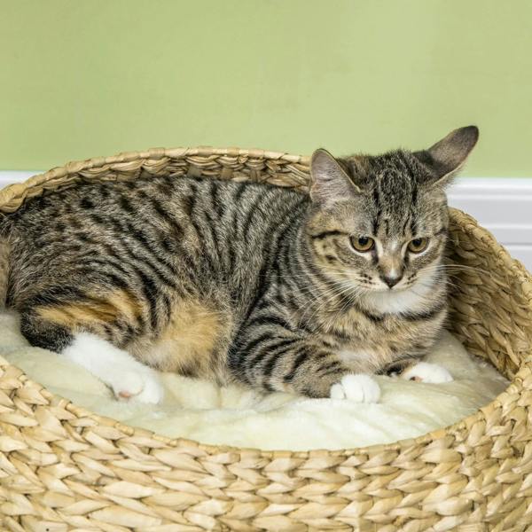 Beige woven cat bed on tall post with gray tabby kitten resting inside