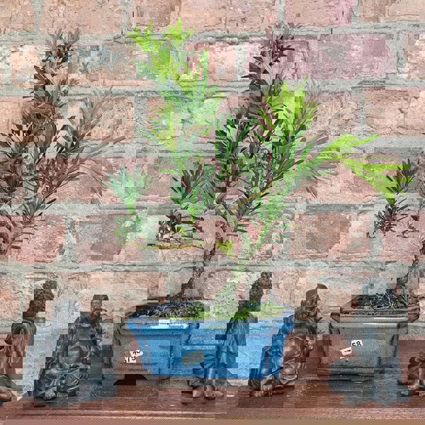Yorkshire Bonsai Buddhist Pine (Podocarpus Micro) Bonsai Tree | Shaped | In 15cm Pot