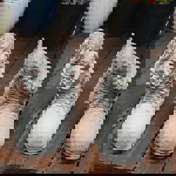 Super cute Pair of Stone cast Cat and Dog in Shoes