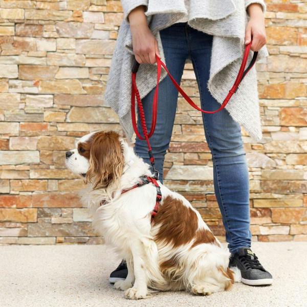 EzyDog Zero Shock Dog Lead in Red