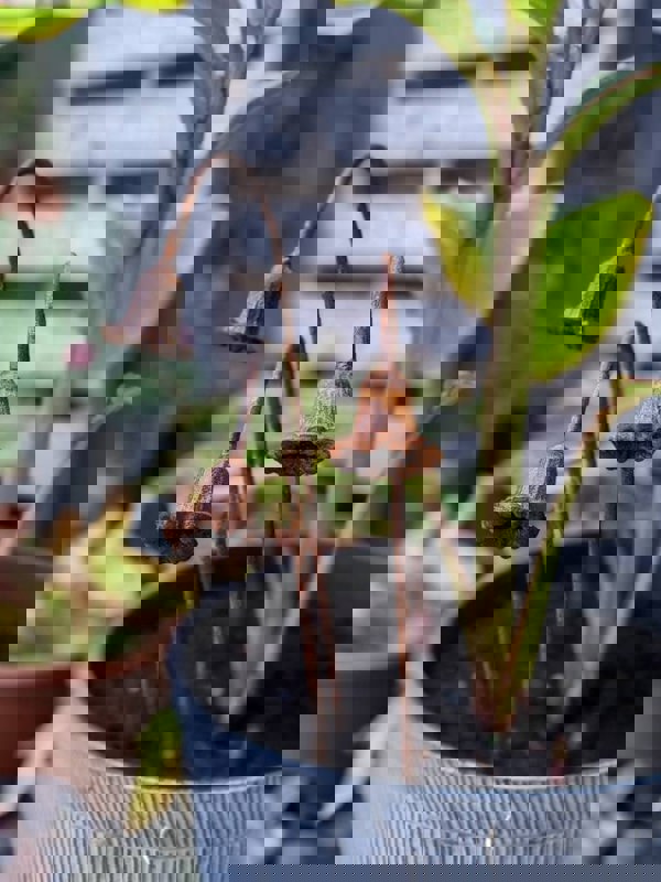 Savage Works Metal Bluebells Garden Sculptures - Rusty Metal Garden Flowers