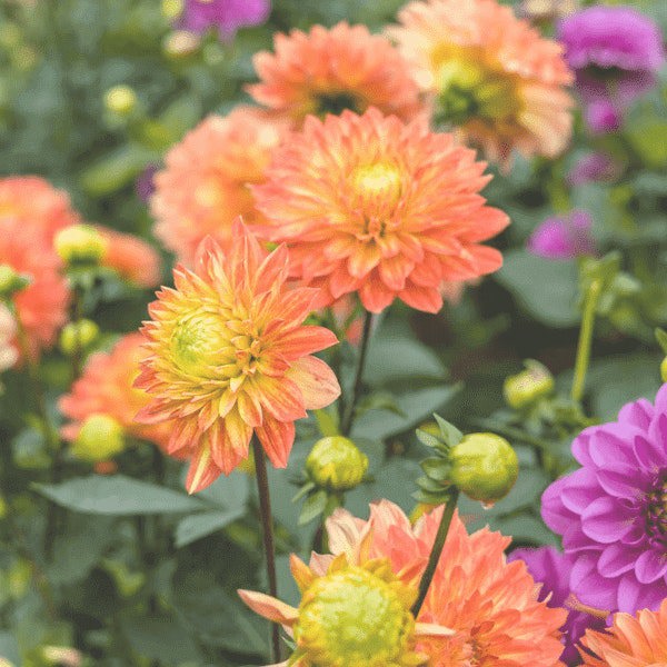 Dazzling Dahlias