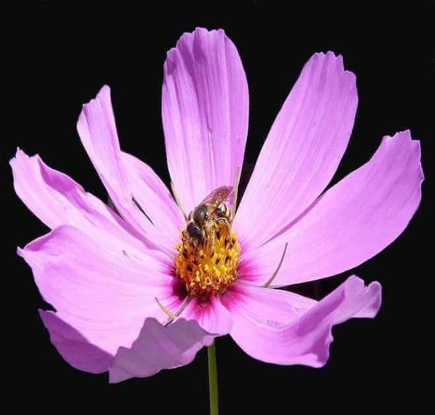 Cosmos Bipinnatus Pink Seeds