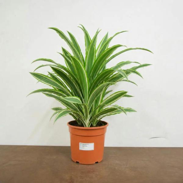 Dracaena White Jewel Dragon Tree 17cm Pot – Easy Care Indoor Houseplant