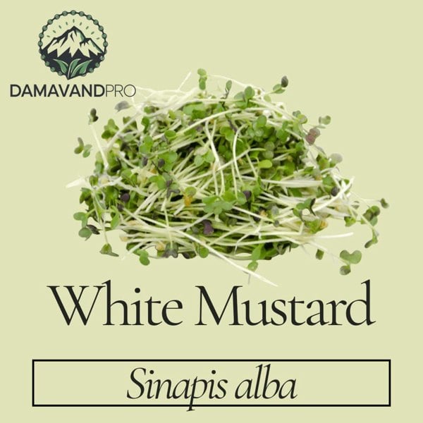 White Mustard Seeds