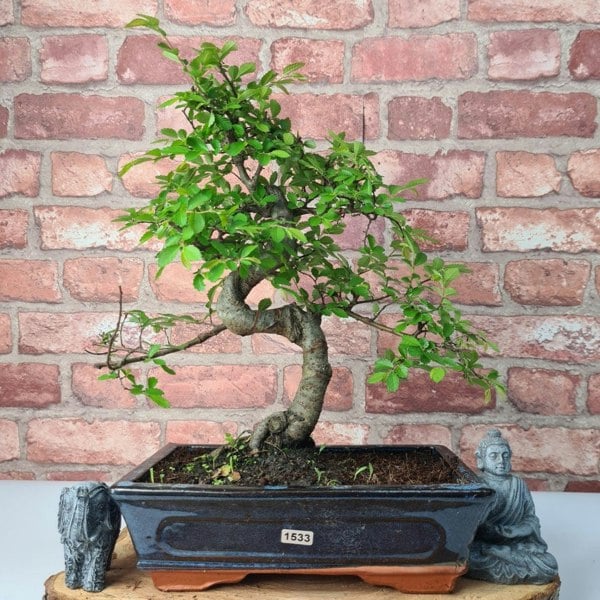 Chinese Elm (Ulmus Parvifolia) Bonsai Tree | Shaped | In 25cm Pot