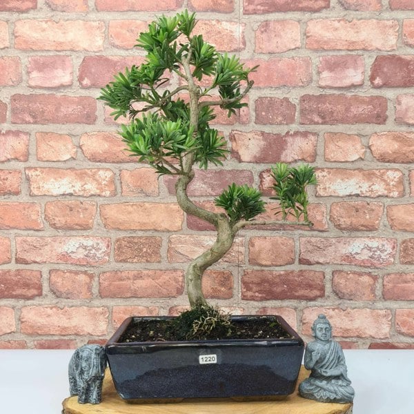 Buddhist Pine (Podocarpus Micro) Bonsai Tree | Shaped | In 25cm Pot