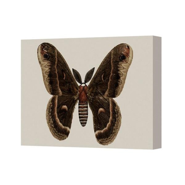 Benjamin Tate Design Brown Moth Canvas Art Print Vintage Insect Wall Decor