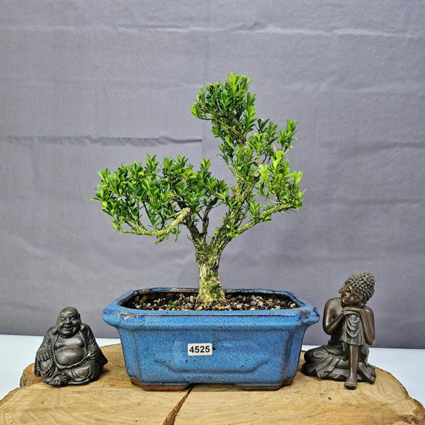 Yorkshire Bonsai Boxwood (Buxus Harlandii) Bonsai Tree | Shaped | In 20cm Pot
