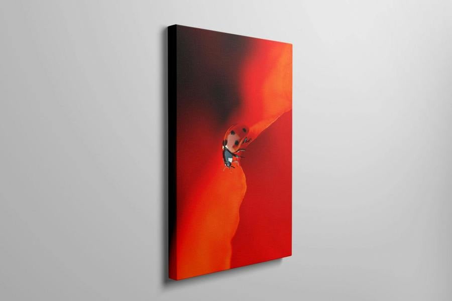 Fernlight Gallery Ladybird in Red