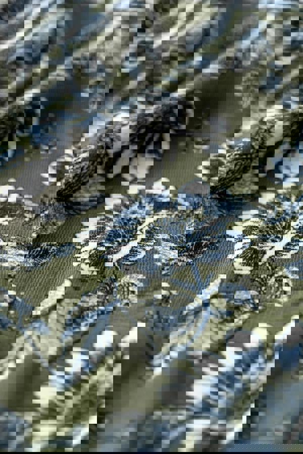 Lily & Me Patsy Cotton Pincord Floral Shirt Moss