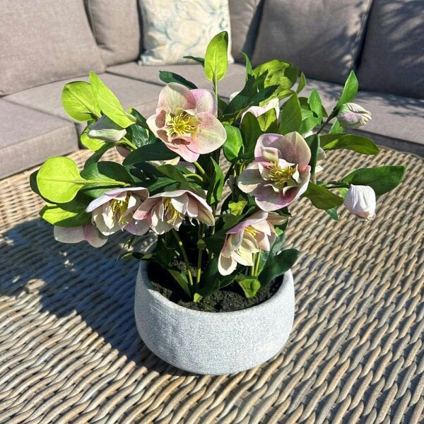 Wyld Haus Artificial Plant Variegated Pink Hellebore Plant In Grey Ceramic Pot