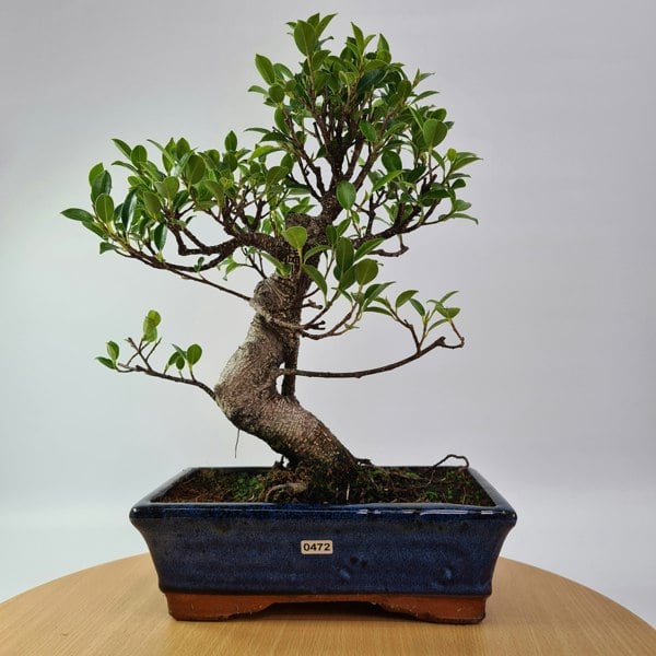 Ficus Microcarpa (Banyan Fig) Indoor Bonsai Tree | Shaped | In 25cm Pot