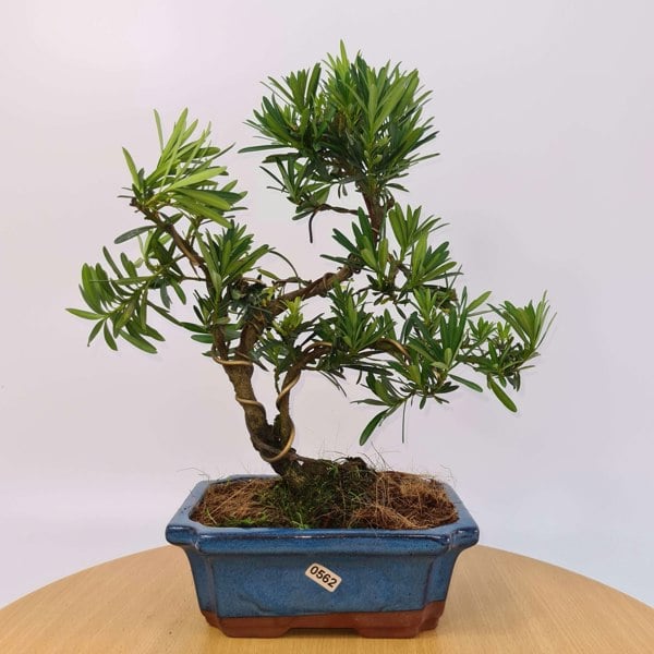 Buddhist Pine (Podocarpus Micro) Bonsai Tree | Shaped Style | Height 35-45cm | In 20cm Pot