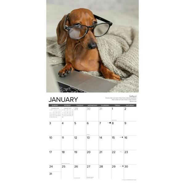 Dachshund Rules Calendar 2027, Wall Calendars, Month To View, Dogs, Gift