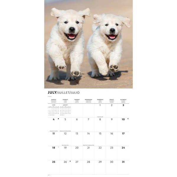 Golden Retrievers Calendar 2027, Wall Calendars, Month To View, Dogs, Gift