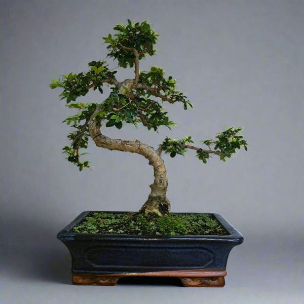 Yorkshire Bonsai Chinese Elm (Ulmus Parvifolia) Bonsai Tree | Shaped | In 30cm Pot