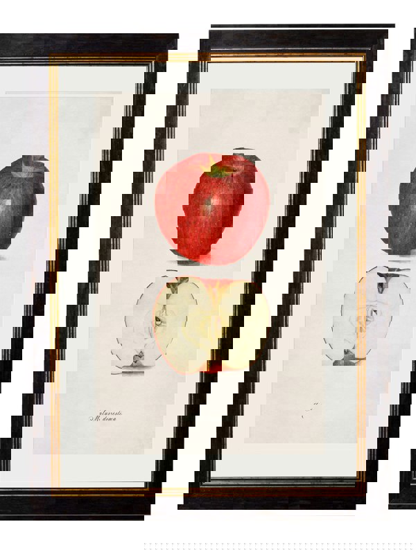 Exceptional Art c.1886 Studies of Fruit