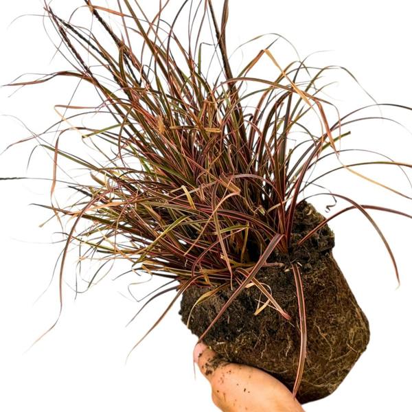 1 Large Plant - Uncinia Everflame, Ready to Plant in Your Garden, 2L Pot The Rose Press Garden