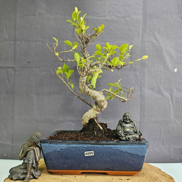Yorkshire Bonsai Ficus Microcarpa (Banyan Fig) Indoor Bonsai Tree | Shaped | In 25cm Pot