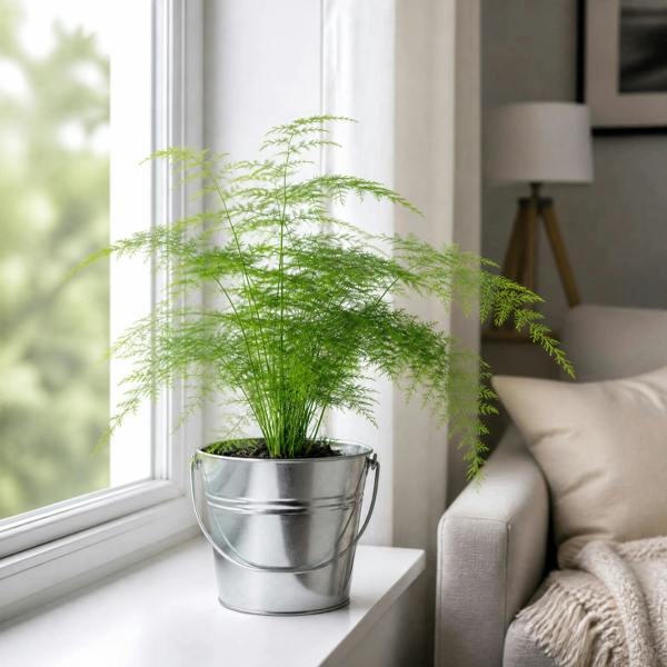 Asparagus Setaceus Lace Fern 12cm Pot Plants By Post