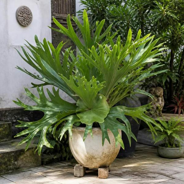 Platycerium Bifurcatum Staghorn Fern 17cm Pot – Pet Friendly Indoor Houseplant