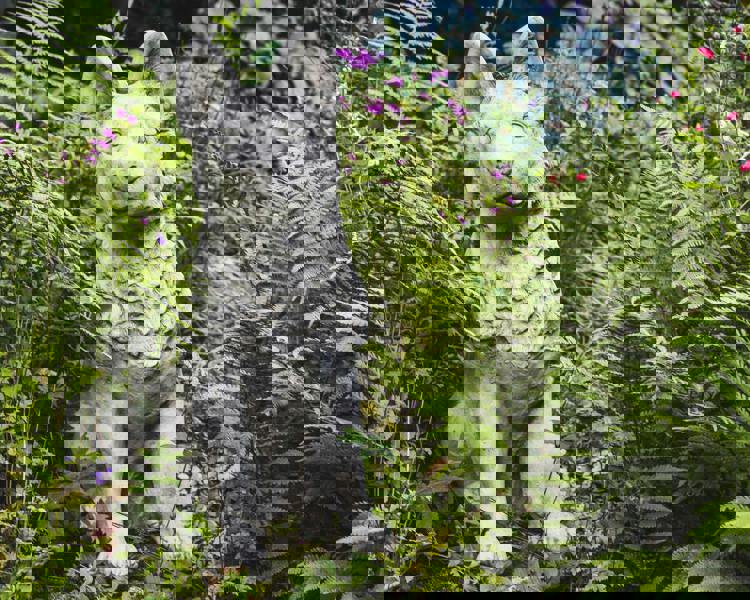 Large Alsatian/German Shepherd Dog Stone Cast Garden Ornament