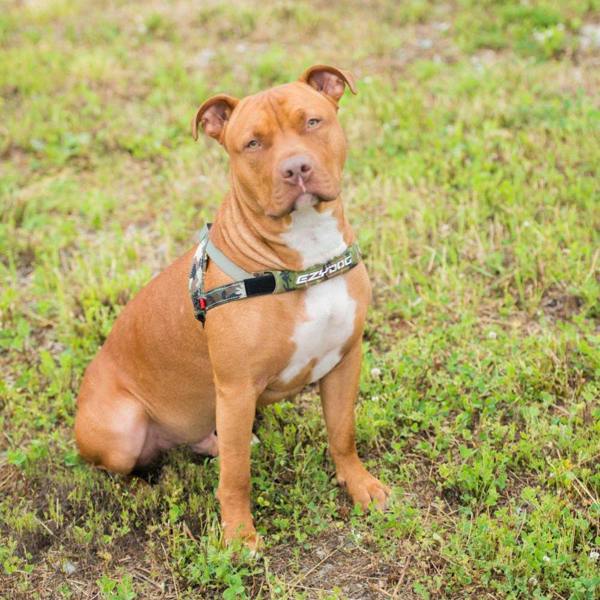 EzyDog Quick Fit Dog Harness in Green
