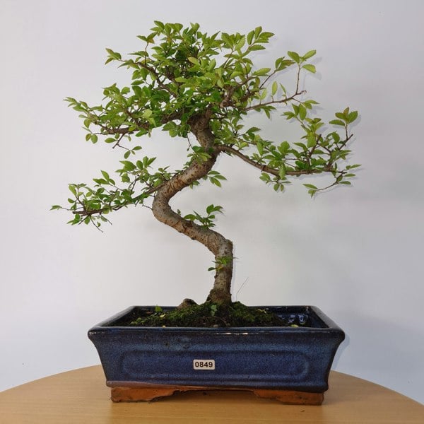 Chinese Elm (Ulmus Parvifolia) Bonsai Tree | Shaped | In 25cm Pot