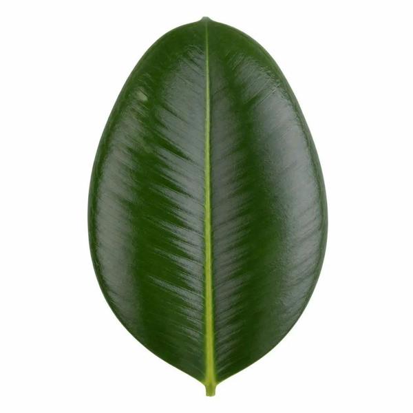 Ficus Robusta Rubber Plant 17cm Pot – Easy Care Indoor Houseplant Plants By Post