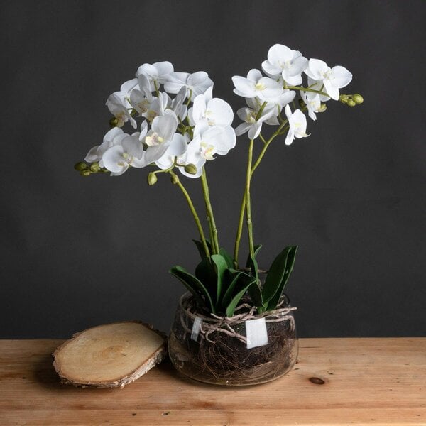 Wyld Haus Artificial Flowers White Orchid in Glass Pot