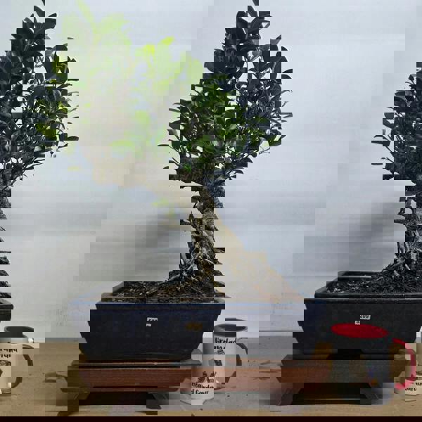 Yorkshire Bonsai Ficus Microcarpa (Banyan Fig) Large Indoor Bonsai Tree | Shaped | In 35cm Pot