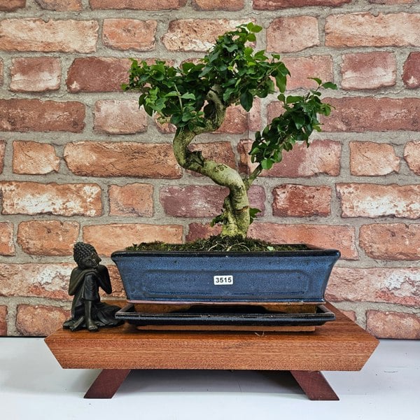 Yorkshire Bonsai Chinese Privet (Ligustrum Sinense) Bonsai Tree | Shaped | In 25cm Pot