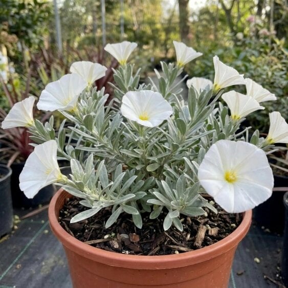 Convolvulus Cneorum Silver Bush 2L Pot – Hardy Evergreen Shrub with White Flowers