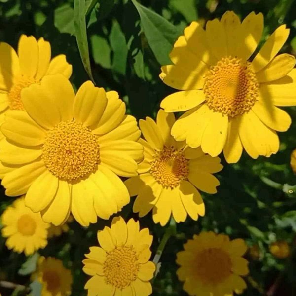 Chrysanthemum Segetum Yellow