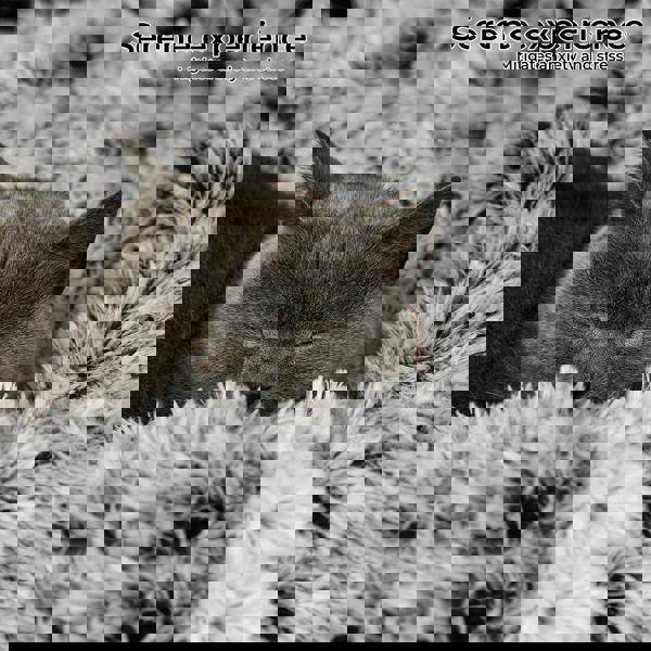 Skylos Dog Bed Cat Beds Washable Large Puppy Soft Warm Plush Calming Cushion