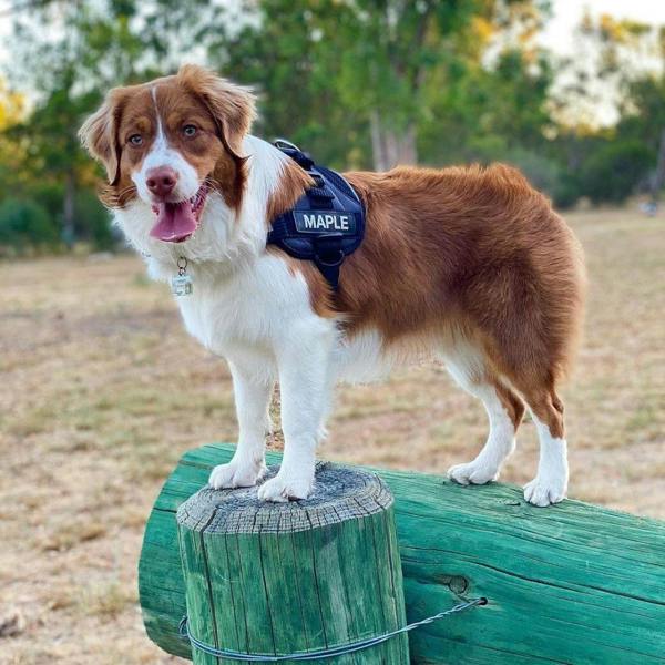 EzyDog Convert Harness in Red