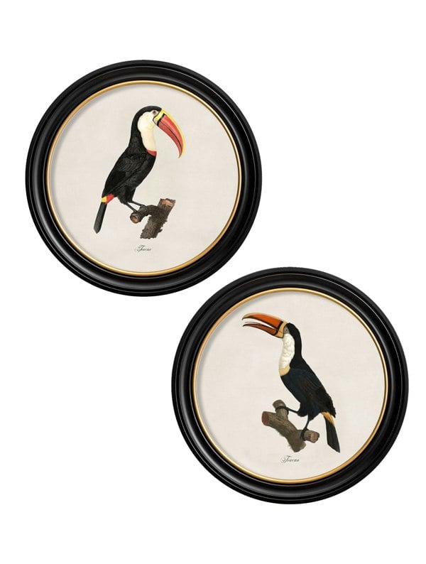 Exceptional Art c.1809 Toucans - Round Frame