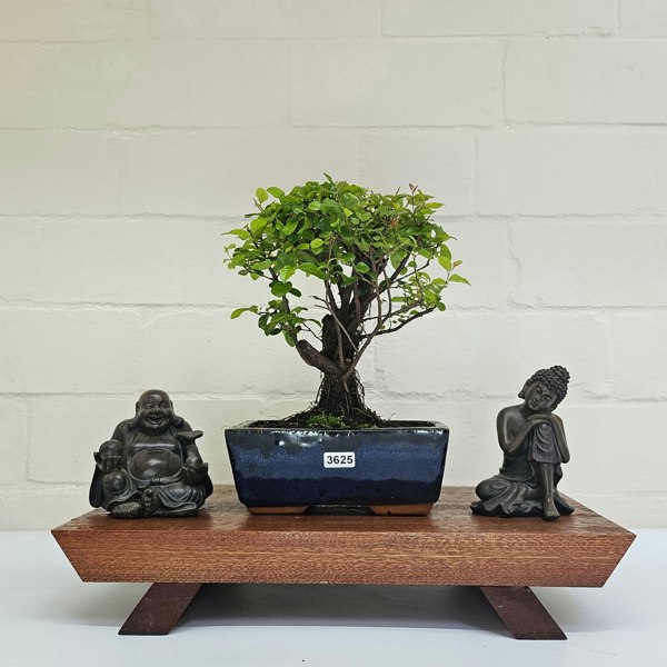 Yorkshire Bonsai Bird Plum (Sageretia) Bonsai Tree | Broom | In 15cm Pot
