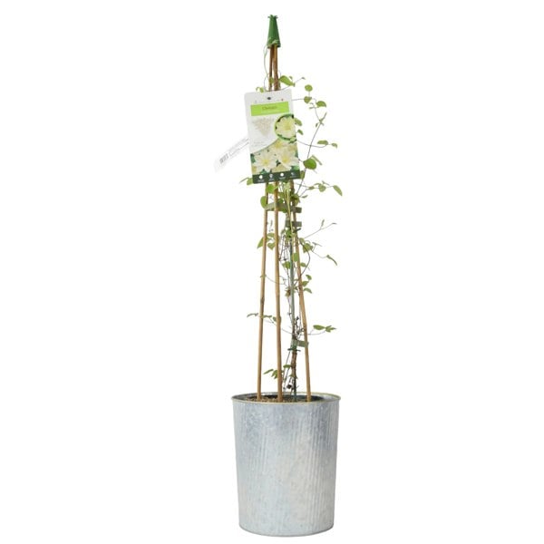 Clematis Guernsey Cream - Fragrant White Clematis in 3L Pot