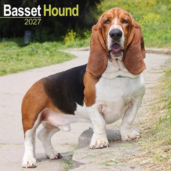 Basset Hound Calendar 2027, Wall Calendars, Month To View, Dogs, Gift