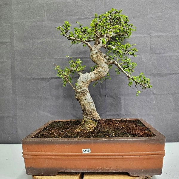 Yorkshire Bonsai Large Chinese Elm (Ulmus Parvifolia) Bonsai Tree | Shaped | In 40cm Pot