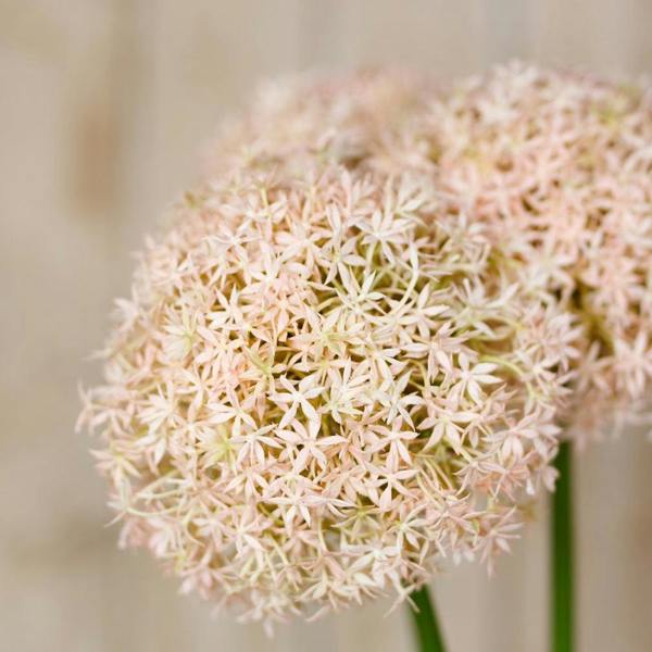 Wyld Haus Set of 3 Artificial Flowers Pink Medium Allium Stems
