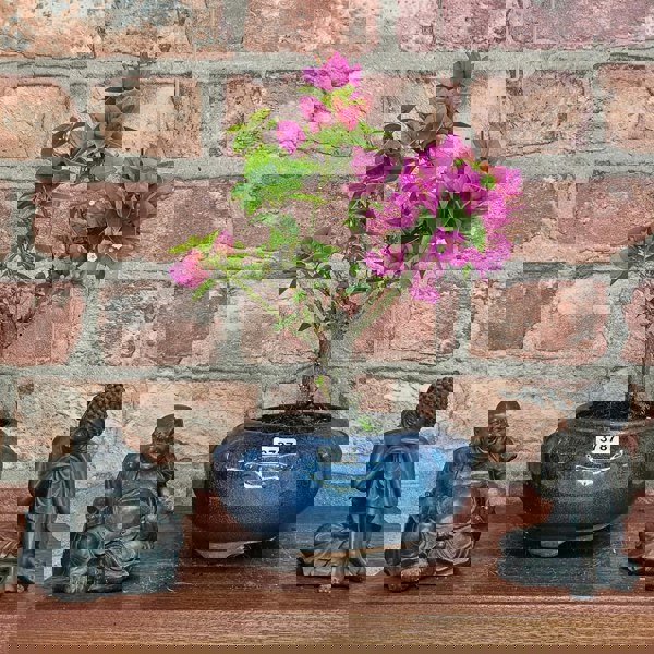 Yorkshire Bonsai Bougainvillea Bonsai Tree - In 15cm Pot