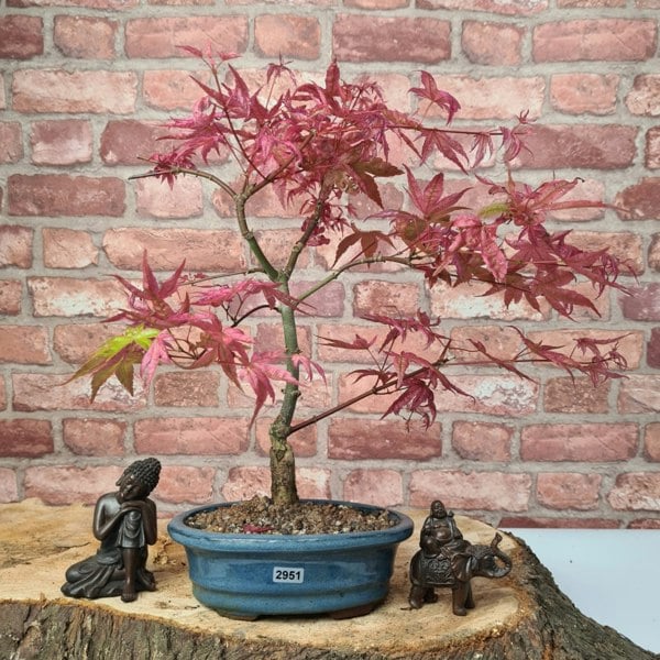 Yorkshire Bonsai Japanese Maple (Acer) Bonsai Tree | Deshojo Informal Upright | In 20cm Pot