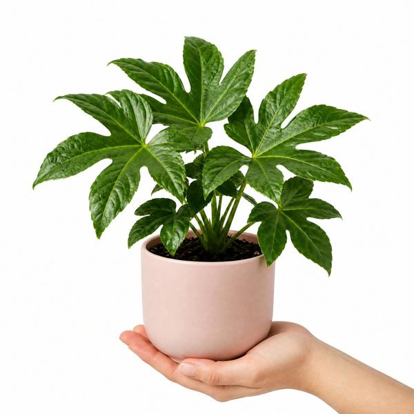 Fatsia Paper Plant 12cm Pot - Air Purifying Plant Plants By Post