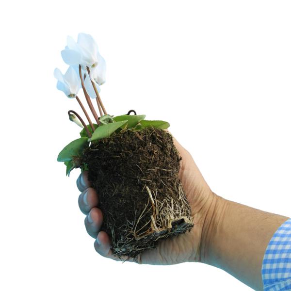 Cyclamen Silver Leaf White 10.5cm Pot Pack of 3 & 6 Flowering Outdoor Plants